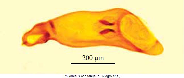 philorhizus_occitanus.jpg