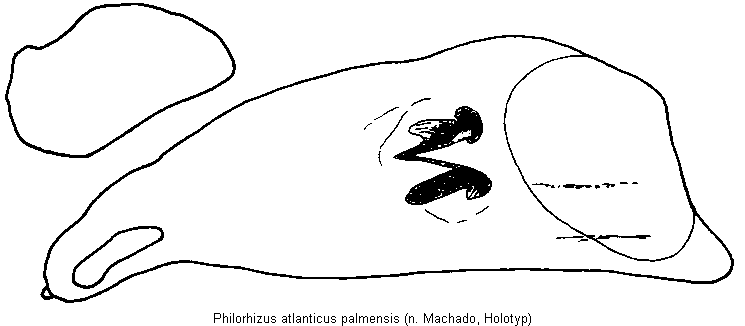 philorhizus_palmensis_ht.gif
