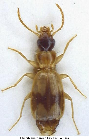 philorhizus_parvicollis_hab.jpg