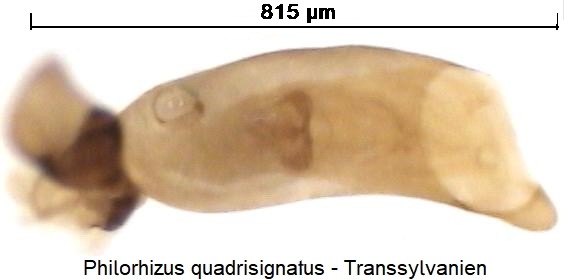 philorhizus_quadrisignatus.jpg