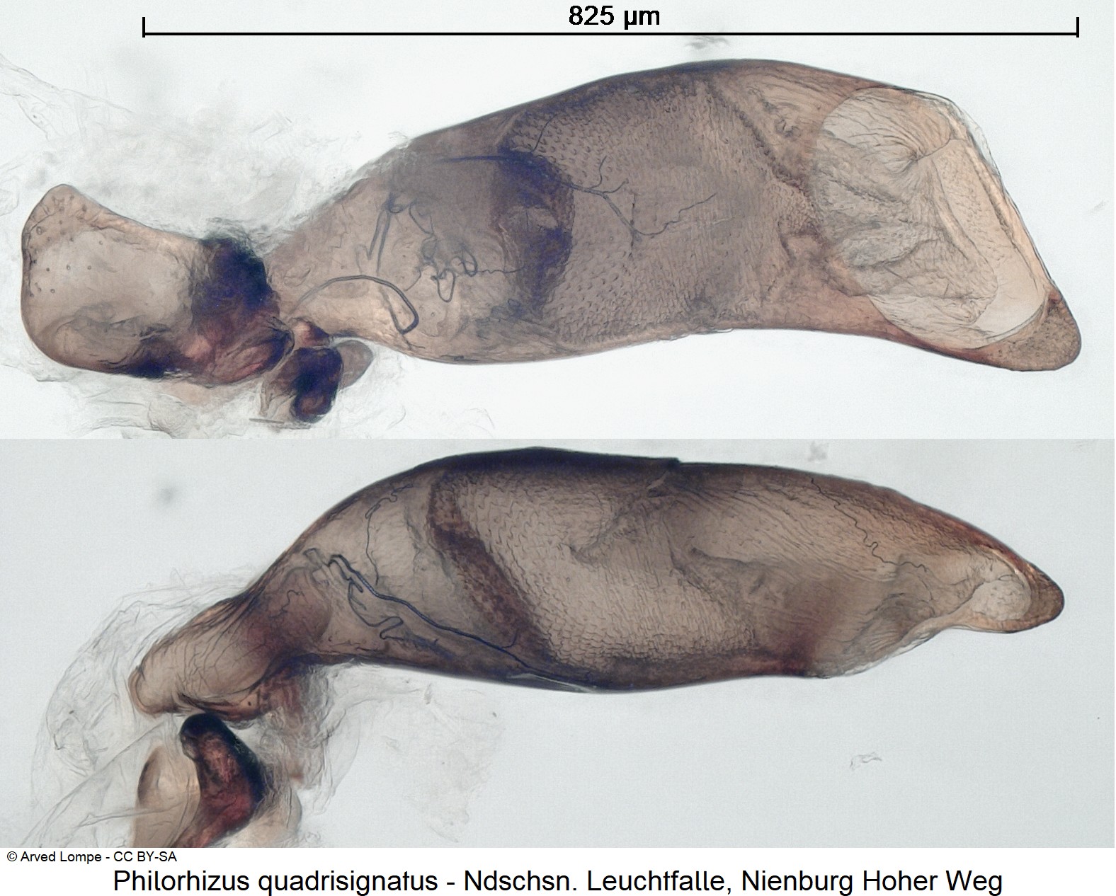 philorhizus_quadrisignatus_ck38277464.jpg