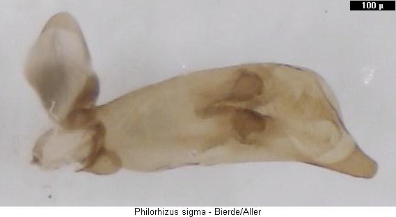 philorhizus_sigma.jpg