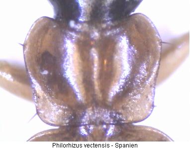 philorhizus_vectensis_hsch.jpg