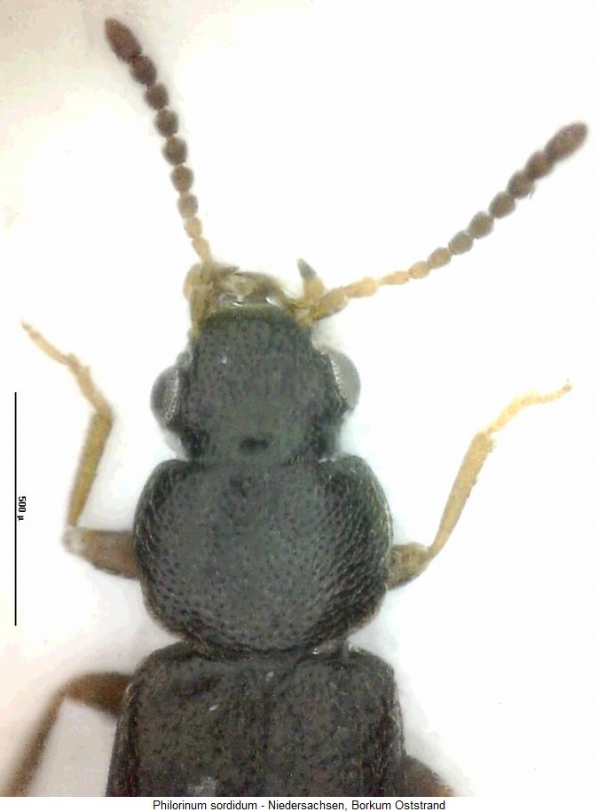 philorinum_sordidum_vk.jpg