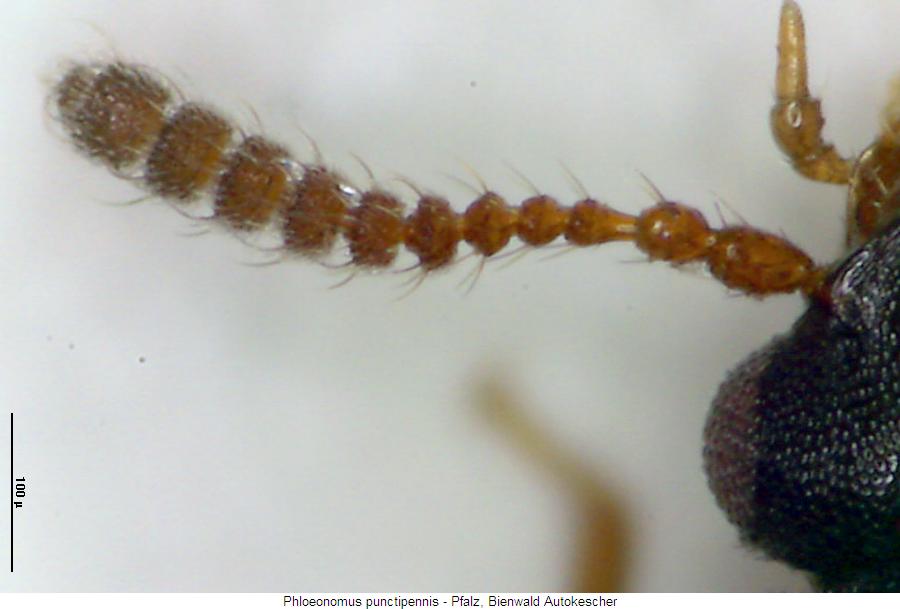 phloeonomus_punctipennis_f.jpg