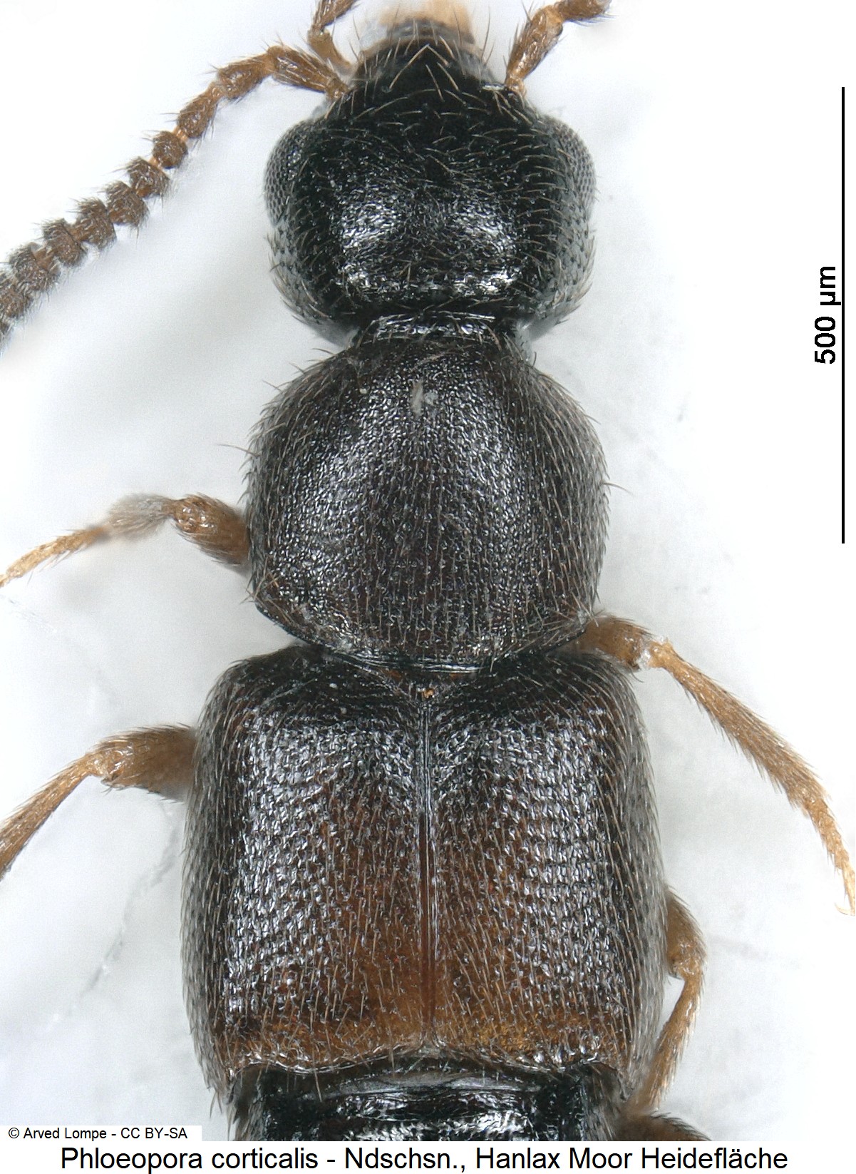 phloeopora_corticalis_ck19077_vk.jpg