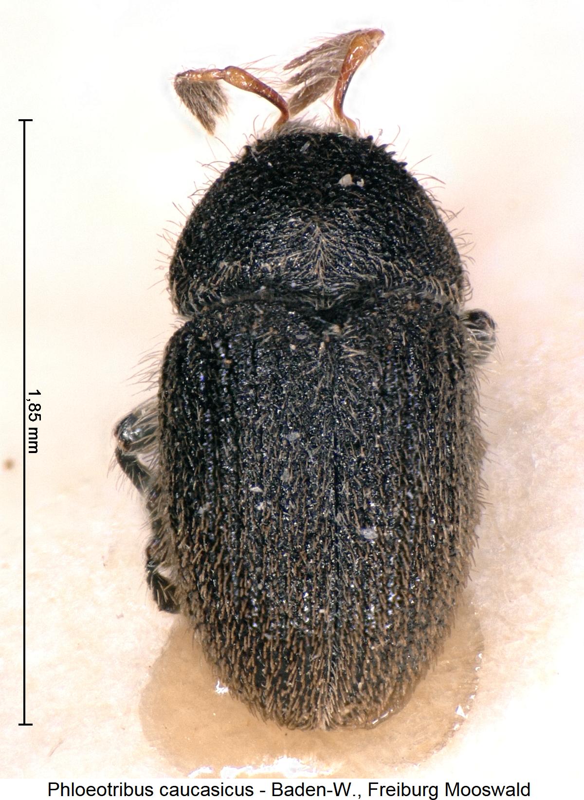 phloeotribus_caucasicus_hab.jpg