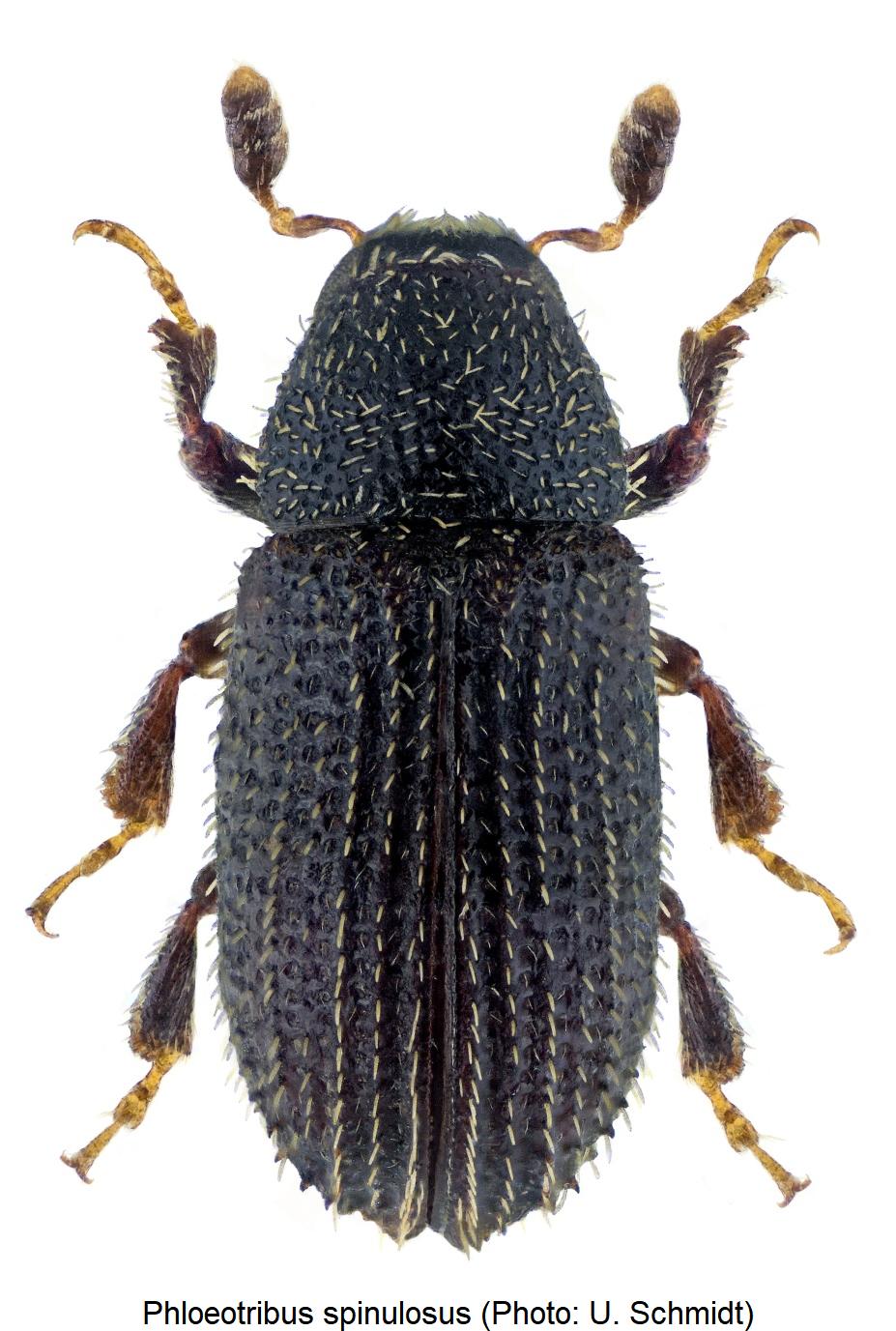 phloeotribus_spinulosus_hab.jpg