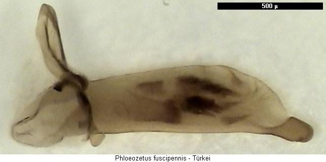 phloeozetus_fuscipennis.jpg