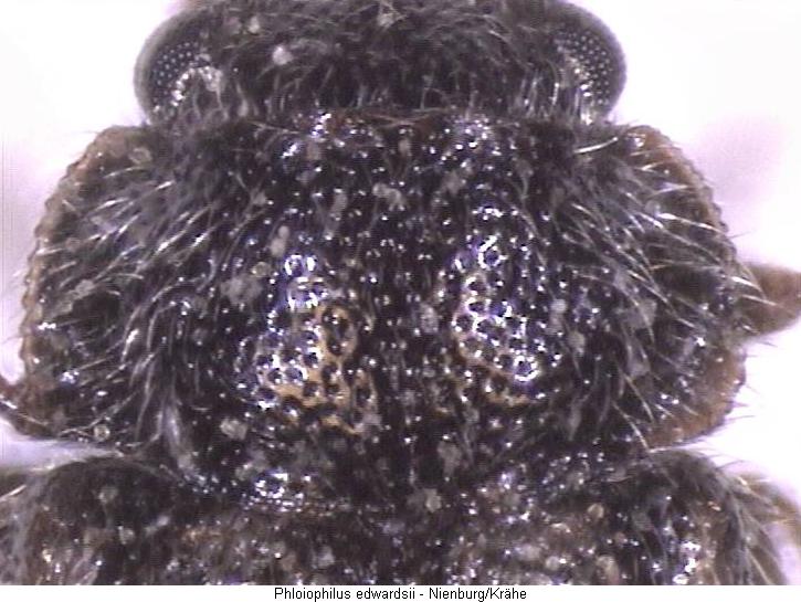 phloiophilus_edwardsii_hsch.jpg