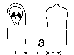 phratora_atrovirens.gif