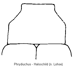 phrydiuchus_hsch.gif