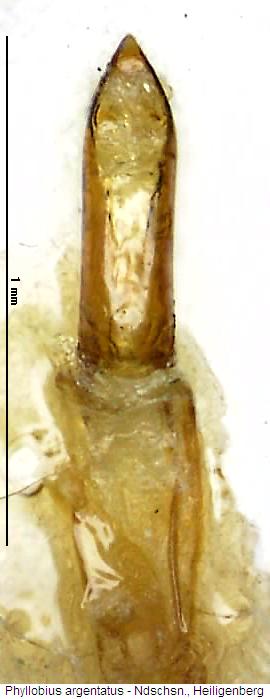 phyllobius_argentatus.jpg