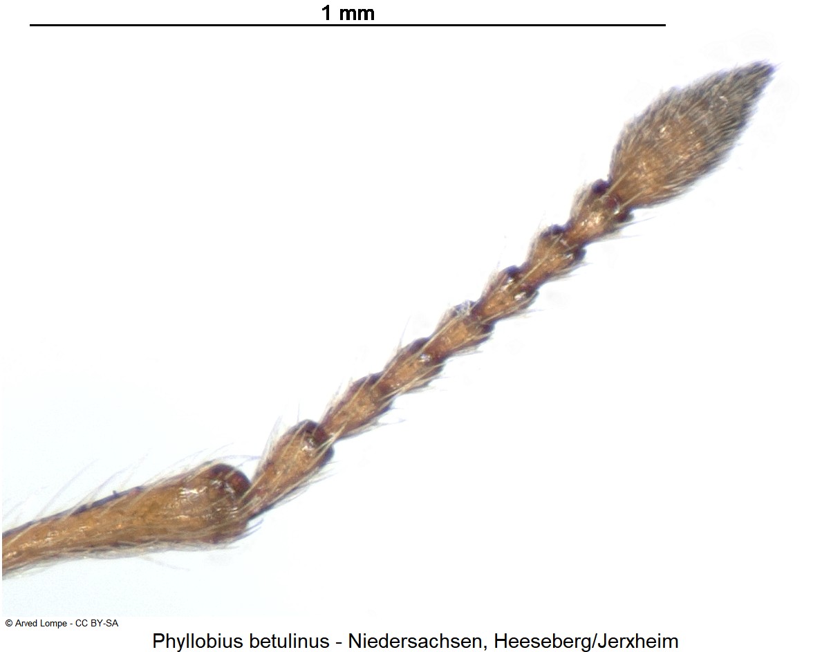 phyllobius_betulinus_ck31737597_f.jpg