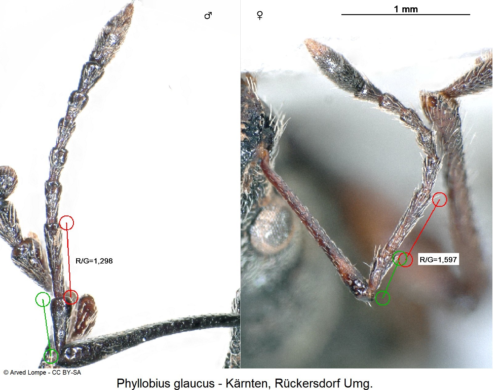 phyllobius_glaucus_f.jpg