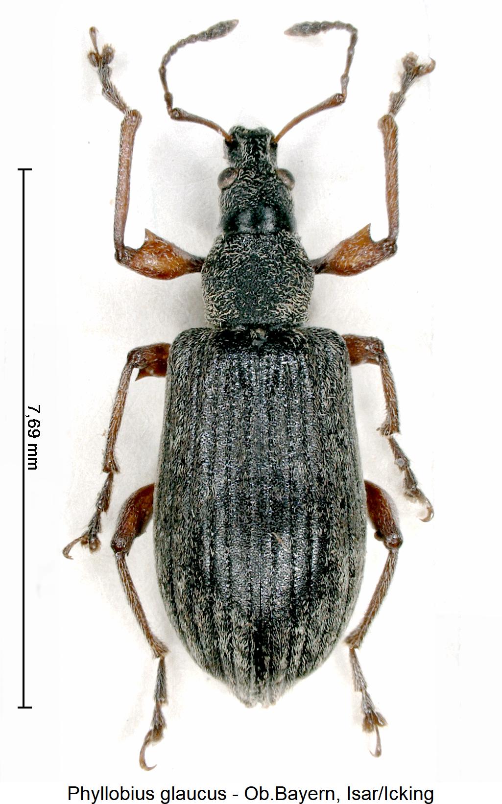phyllobius_glaucus_hab.jpg