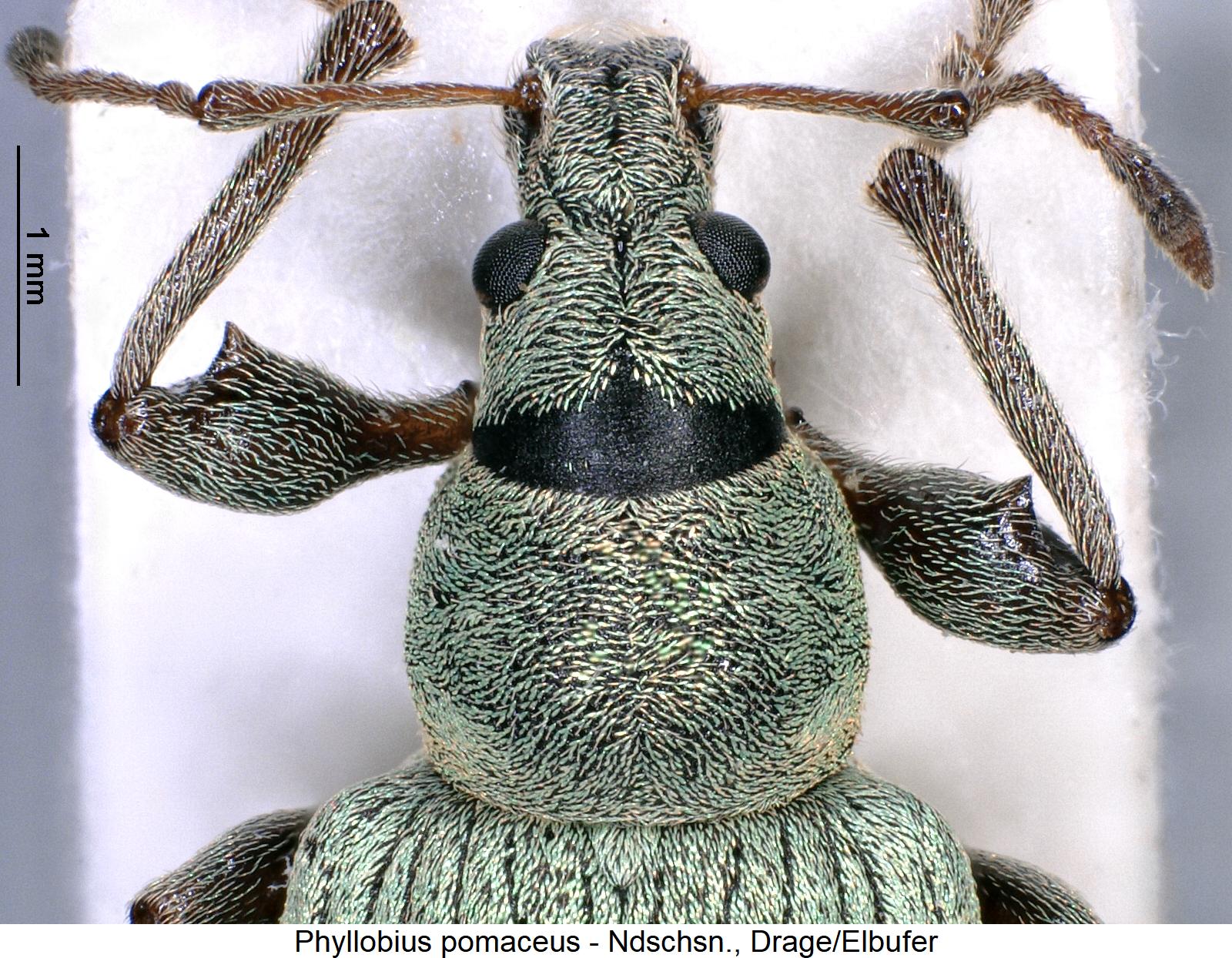 phyllobius_pomaceus_vk1.jpg