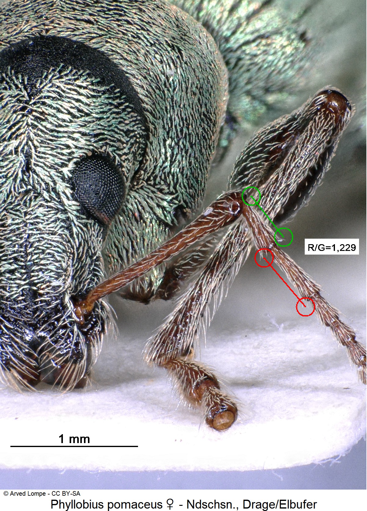 phyllobius_pomaceus_w_ck13793_f.jpg