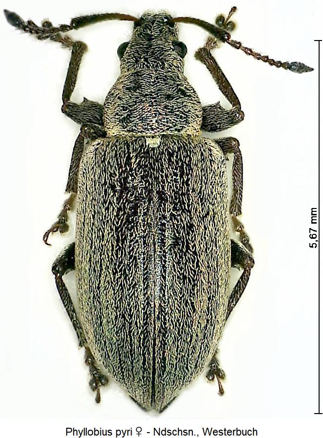 phyllobius_pyri_hab.jpg