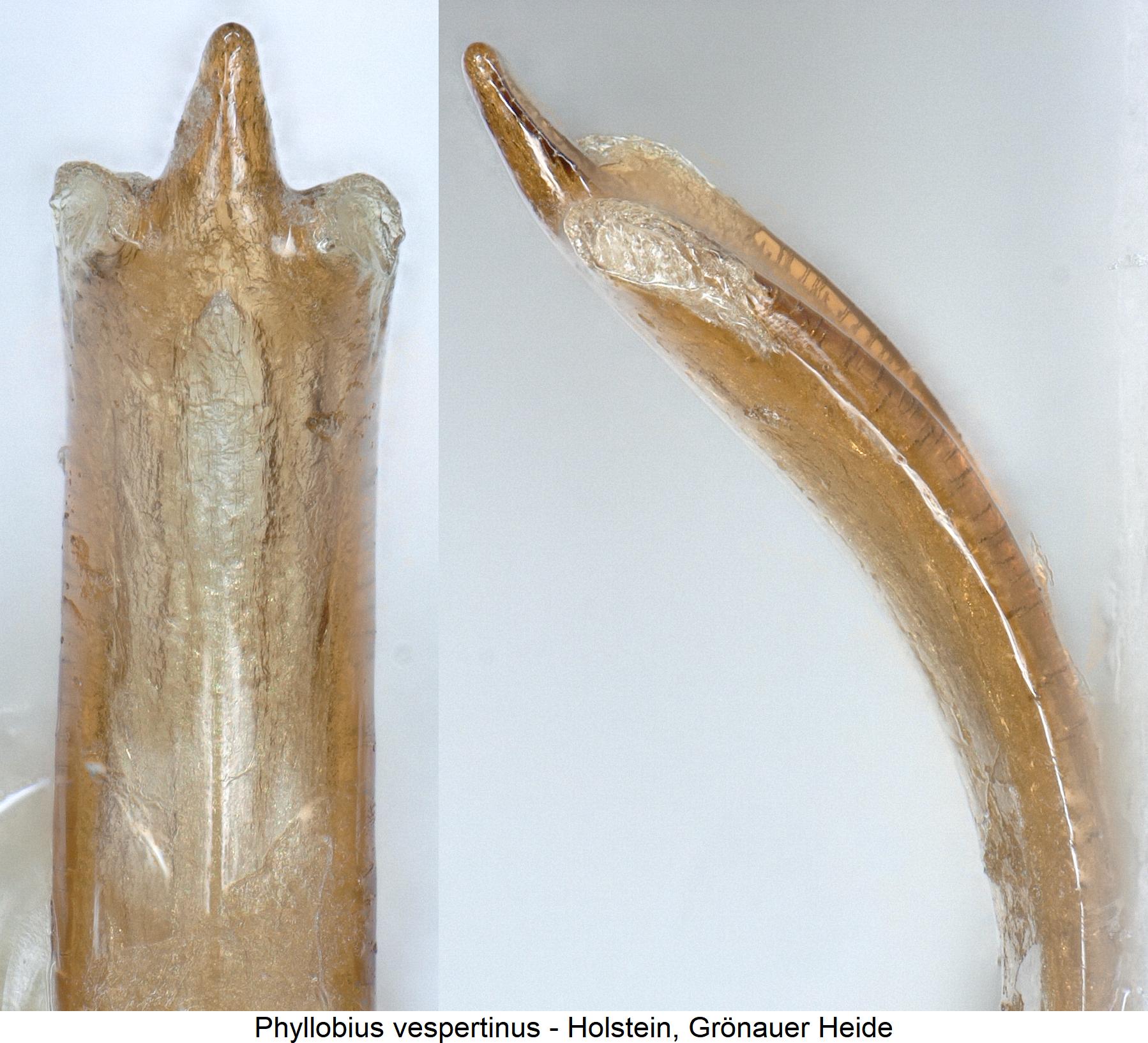 phyllobius_vespertinus.jpg