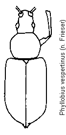 phyllobius_vespertinus_hab.gif