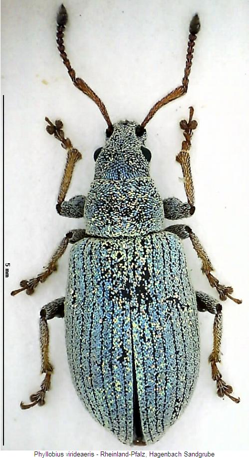 phyllobius_virideaeris_hab.jpg