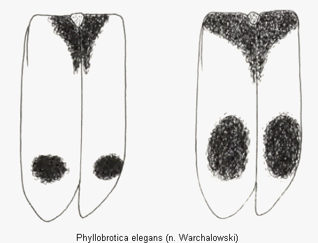 phyllobrotica_elegans_fld.gif