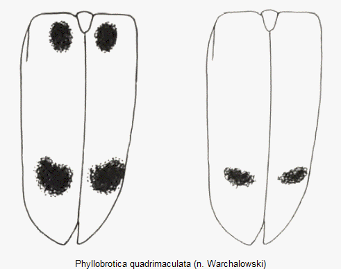 phyllobrotica_quadrimaculata_fld.gif