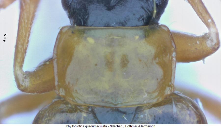 phyllobrotica_quadrimaculata_hsch.jpg