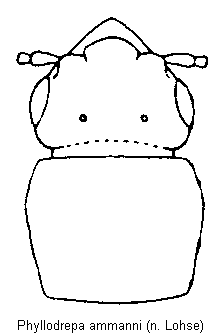 phyllodrepa_ammanni_vk.gif