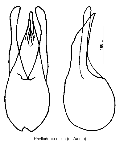 phyllodrepa_melis.gif