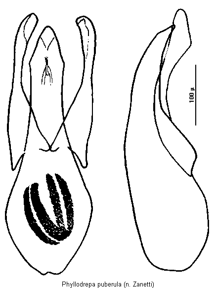 phyllodrepa_puberula.gif