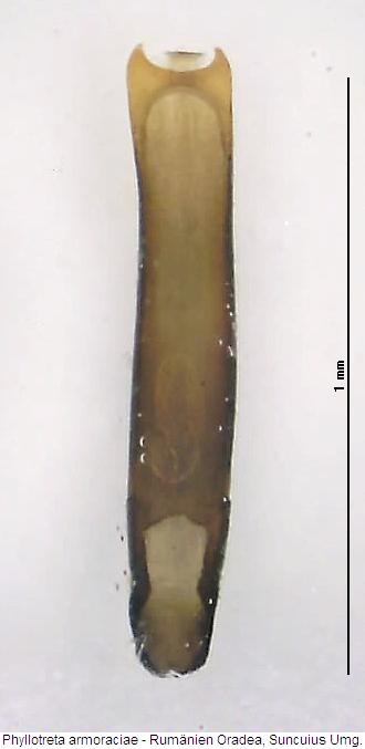 phyllotreta_armoraciae.jpg