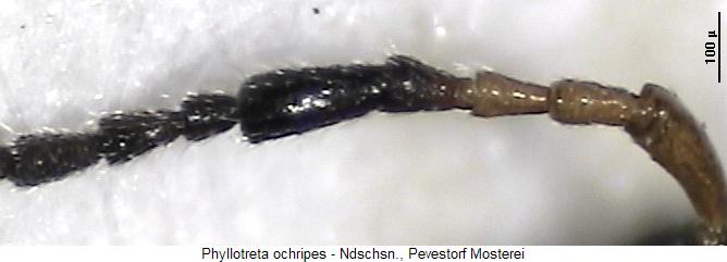 phyllotreta_ochripes_f.jpg