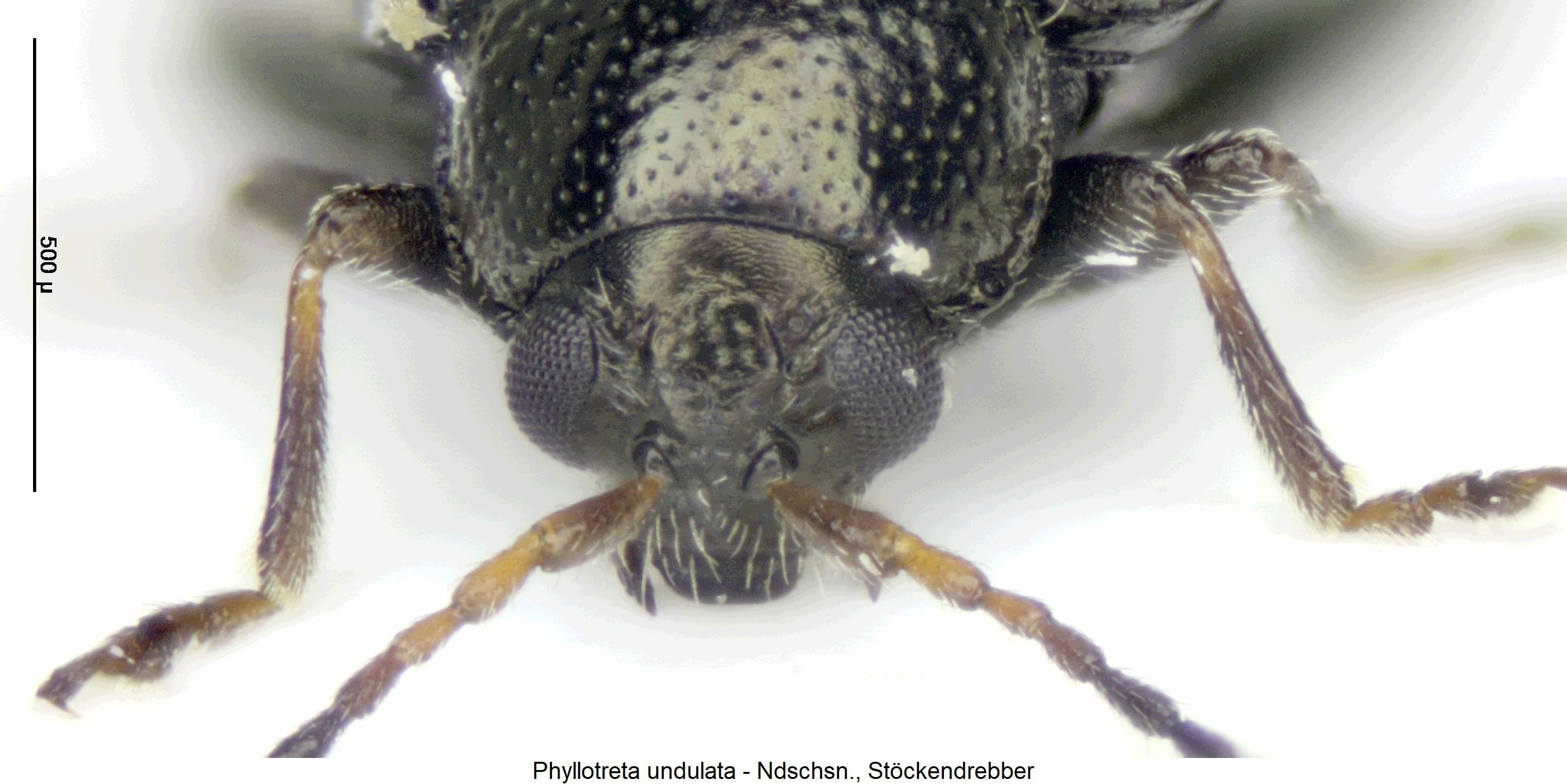 phyllotreta_undulata_k.jpg