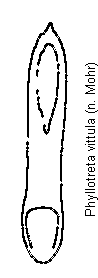 phyllotreta_vittula.gif