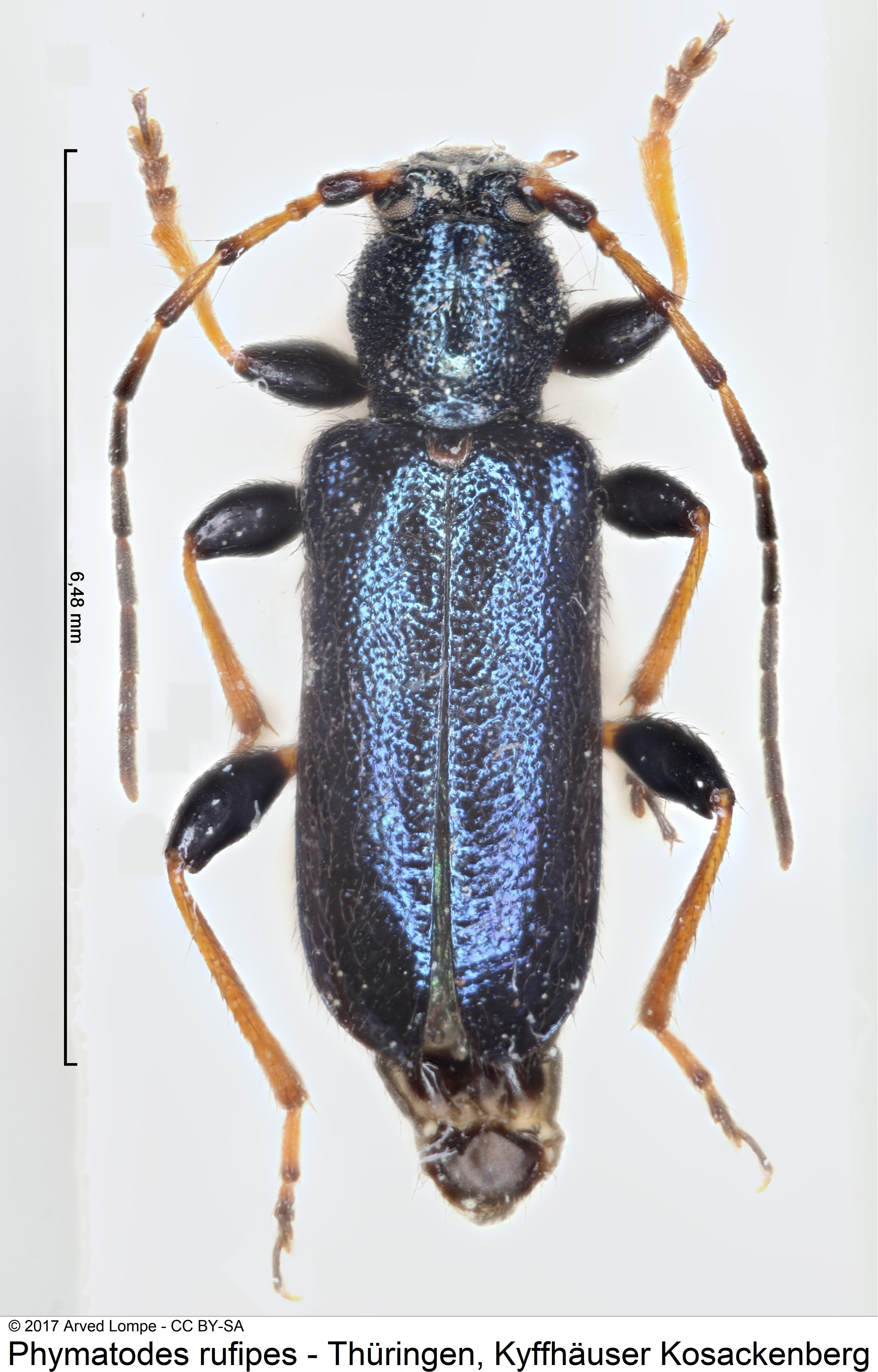 phymatodes_rufipes_hab.jpg