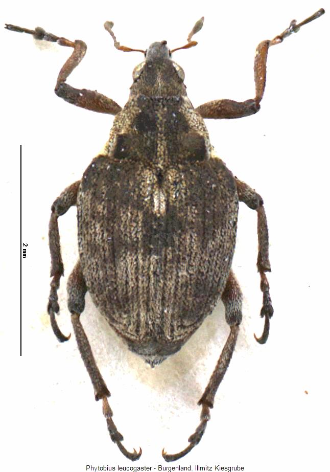 phytobius_leucogaster_hab.jpg