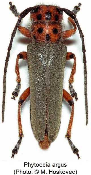 phytoecia_argus_hab.jpg