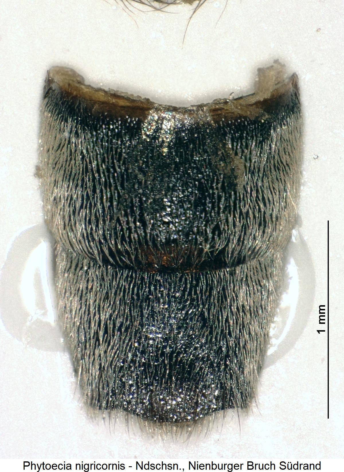 phytoecia_nigricornis_ster.jpg