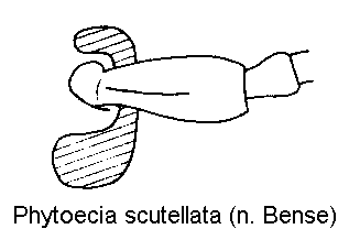 phytoecia_scutellata_f.gif