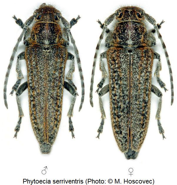 phytoecia_serriventris_hab.jpg