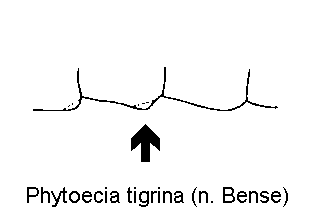 phytoecia_tigrina_hlb.gif