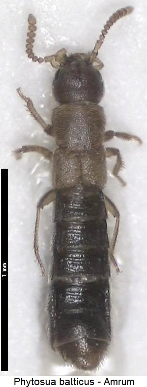 phytosus_balticus_hab.jpg