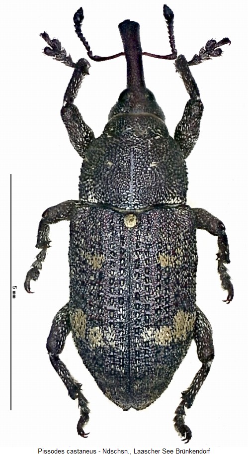 pissodes_castaneus_hab.jpg