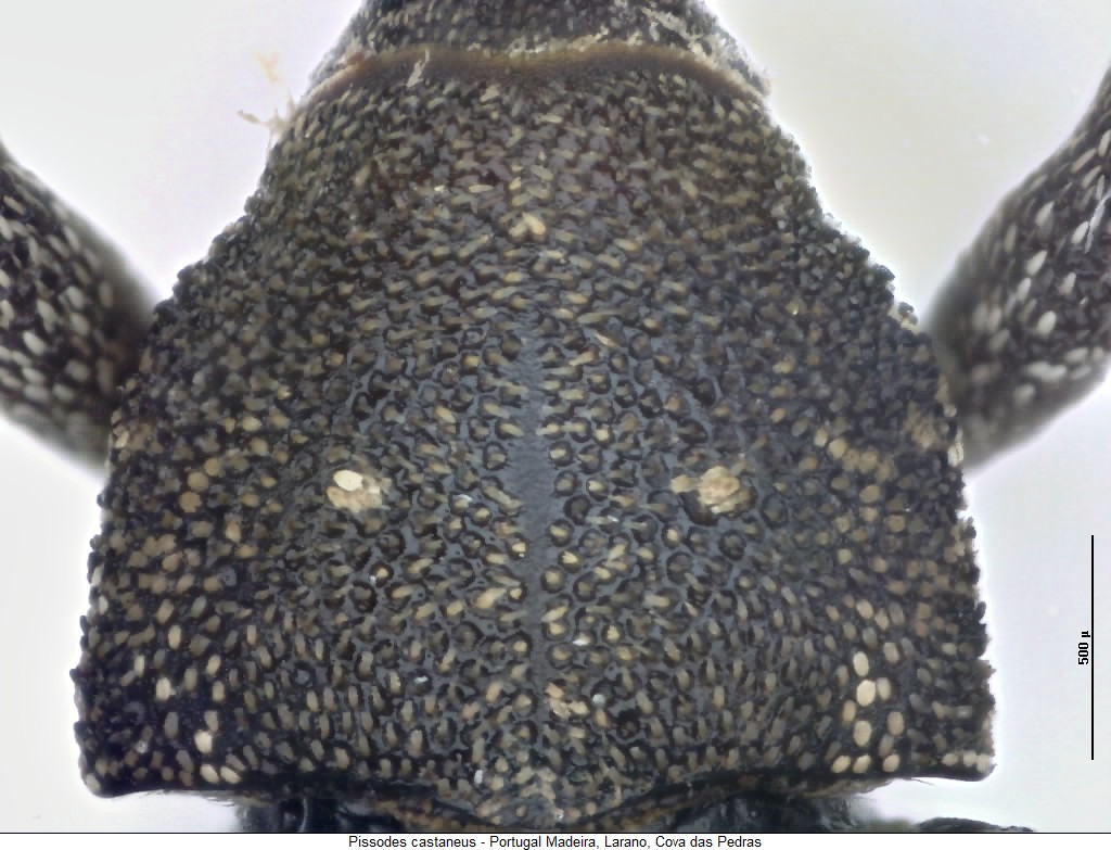 pissodes_castaneus_hsch2.jpg