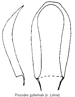 pissodes_gyllenhalii.gif