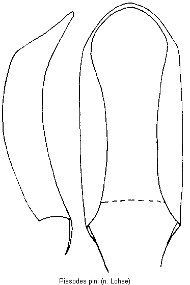 pissodes_pini1.gif
