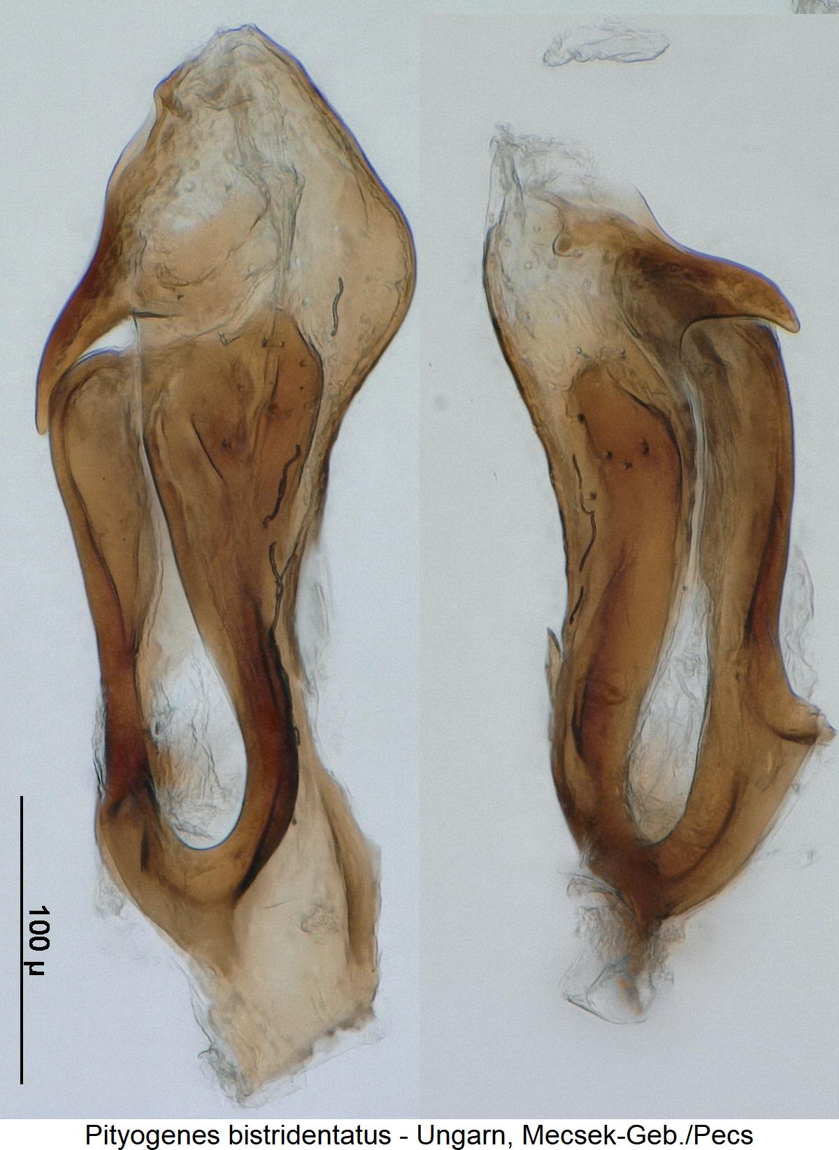 pityogenes_bistridentatus3.jpg