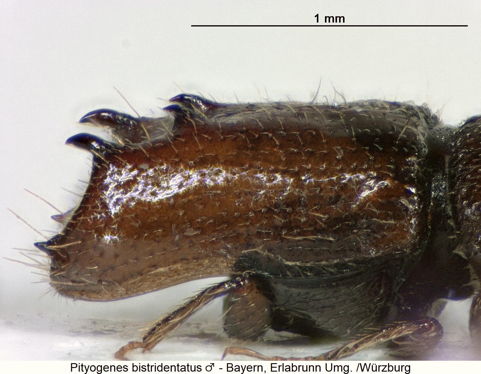 pityogenes_bistridentatus_m_sa1.jpg